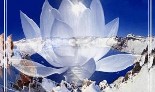 雪莲花图片 雪莲花图片