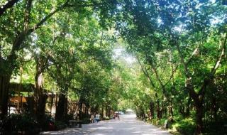 深圳动物园门票价格 深圳动物园门票价格